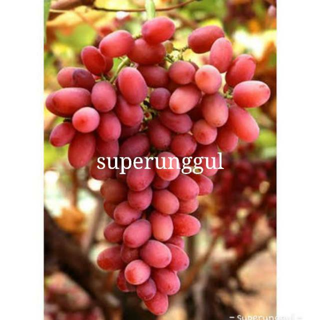 Bibit anggur import jenis autumn pink sedles