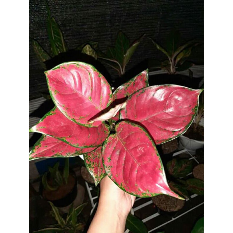 tanaman hias aglonema red anjamani