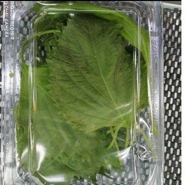 

daun oba ato shiso murah
