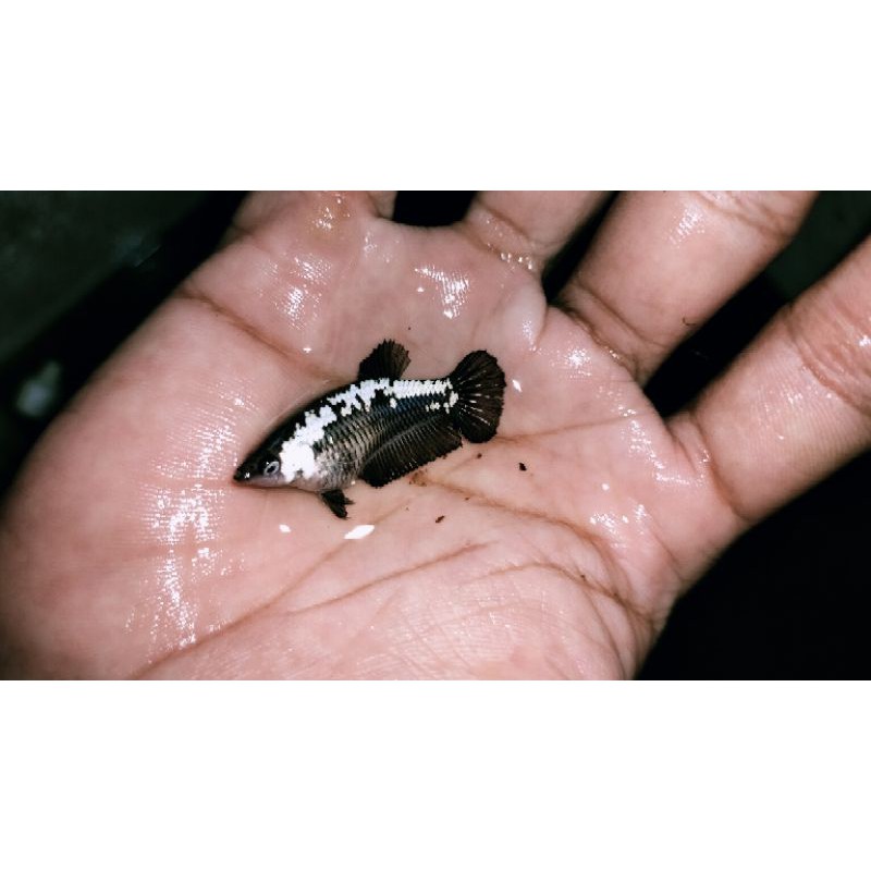 Cupang betina Black samurai04