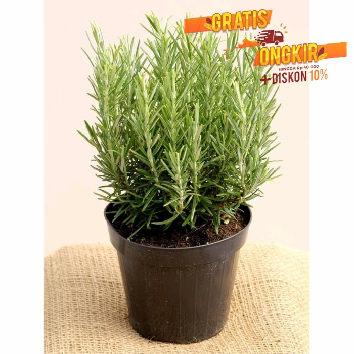 ( BUNGA HIDUP ) Tanaman hias Rosemary Herbal Wangi dan Harum/Bibit/Benih promo TANAMAN HIAS HIDUP/BU