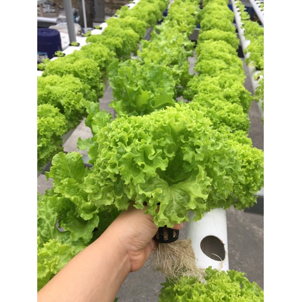 Benih Selada Keriting Hijau LETTUCE BISI Asli Kemasan Pabrik