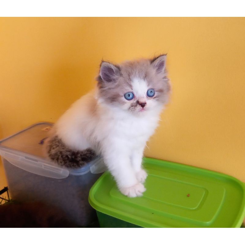 kitten Ragdoll simetris bicolor mata biru