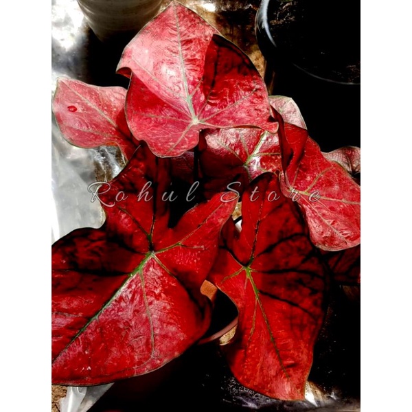 KELADI FESTIVIA - CALADIUM HYBRID THAI SERIES