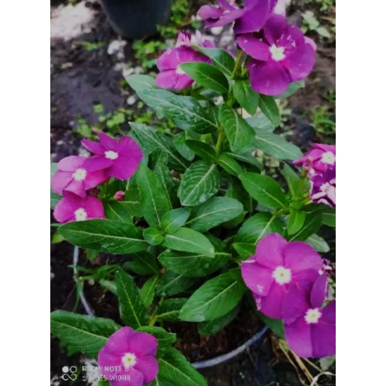 TANAMAN HIAS HIDUP VINCA WARNA RANDOM