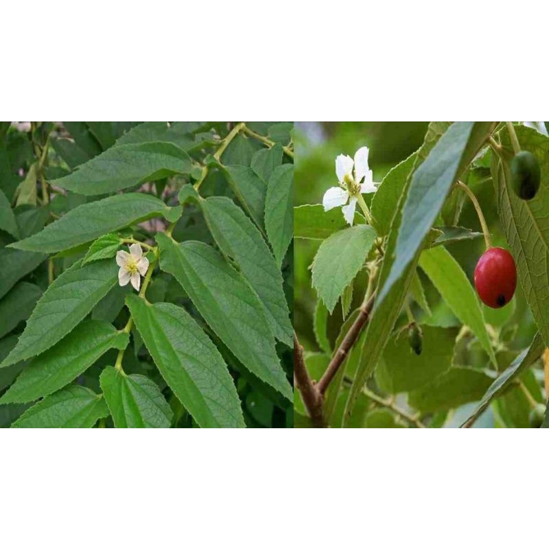 

Daun kersen