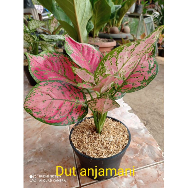Dut anjamani jumbo Grosir ( Aglonema Dut anjamani)