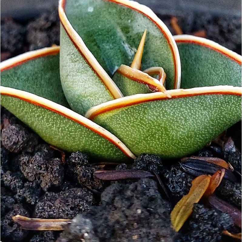 Sansivera Rorida Varigata Irit Tembus