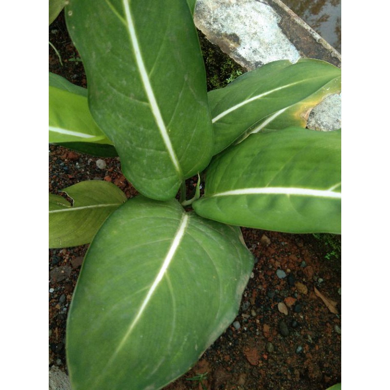 Aglonema Dark Gren/pohon aglonema hijau