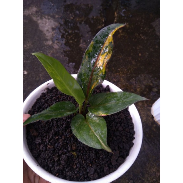 Anthurium hokeri varigata pink