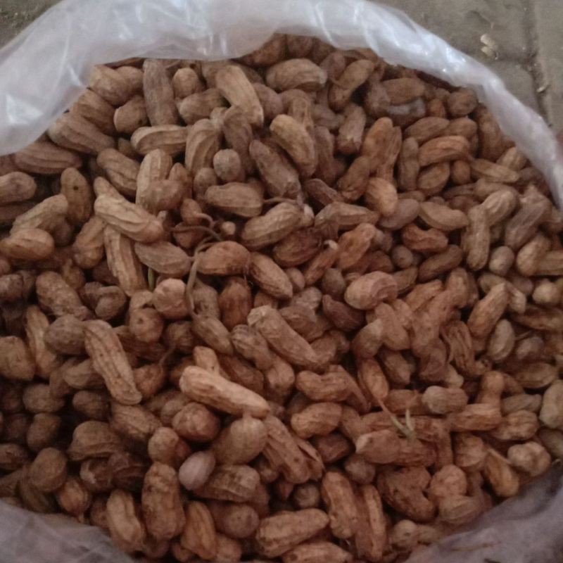 

Kacang kulit mentah asli 500 gram