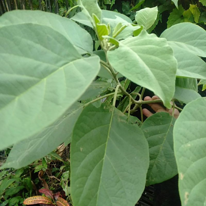 

Daun Sembung herbal petik segar @ helai