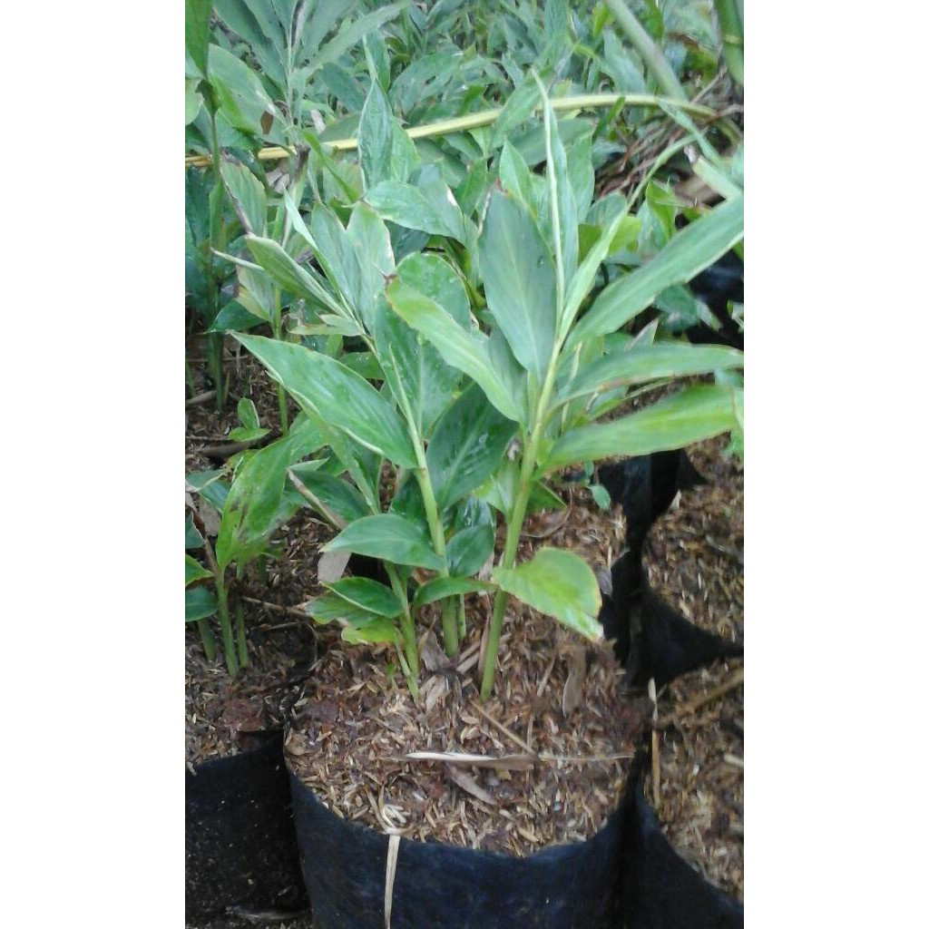 tanaman kecombrang honje / tanaman onje