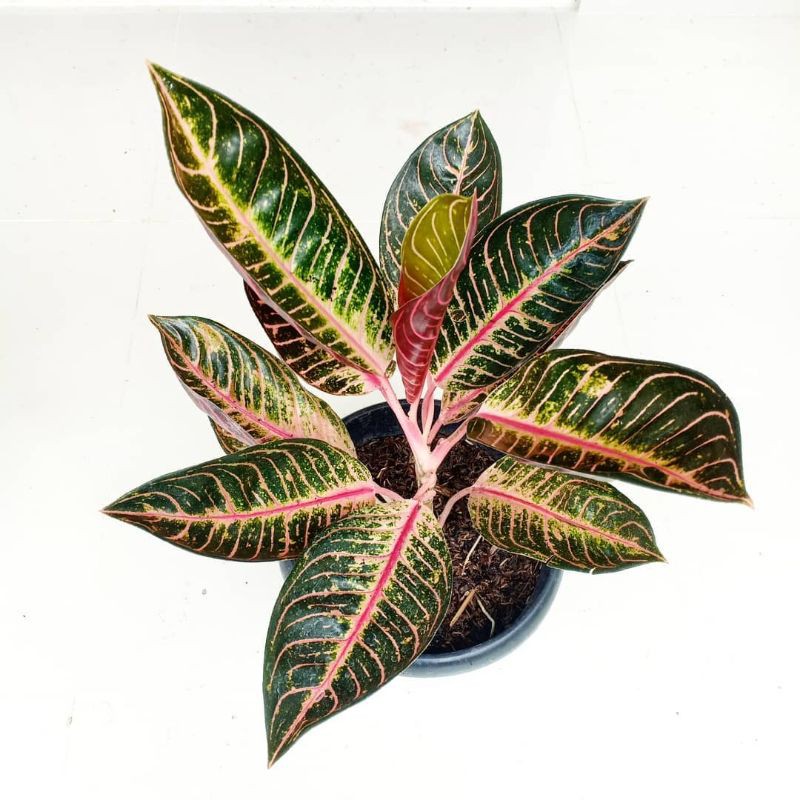 

AGLONEMA PRIDE OF SUMATRA ( POS ) AGLONEMA RED SUMATRA / TANAMAN HIAS AGLONEMA RED SUMATRA