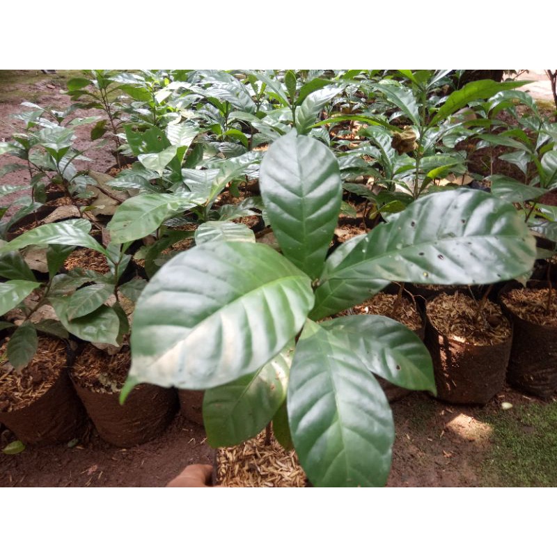 Pohon kopi arabica / 2 paket bibit kopi arabica / pohon kopi / tanaman hias kopi arabica / tanaman k