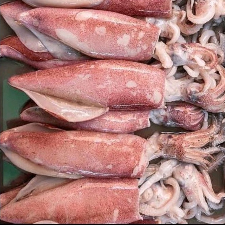 

Cumi Besar 1 Kg (murah kualitas terjamin)