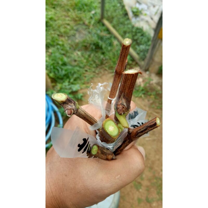 

paket cutting anggur campuran
