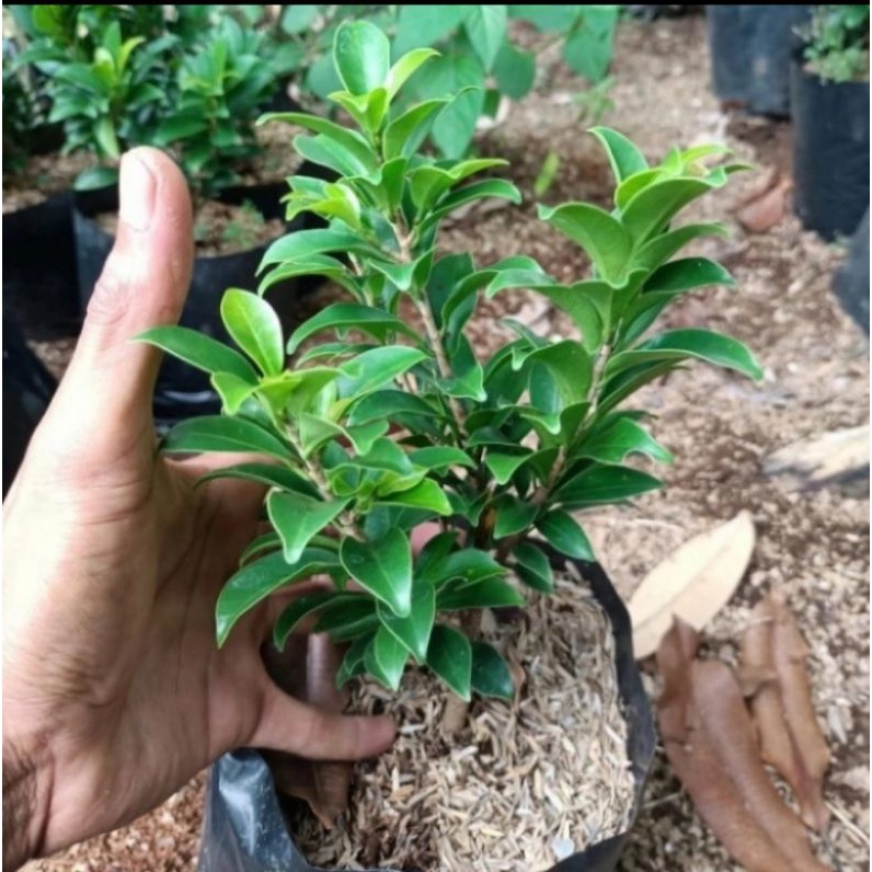 Pohon Beringin Elegant / Beringin Legen Tanaman Hias Bahan Bonsai Beringin