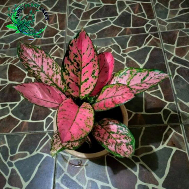 Aglonema pink LADY - Remaja