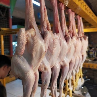 

Daging ayam pejantan segar per ekor