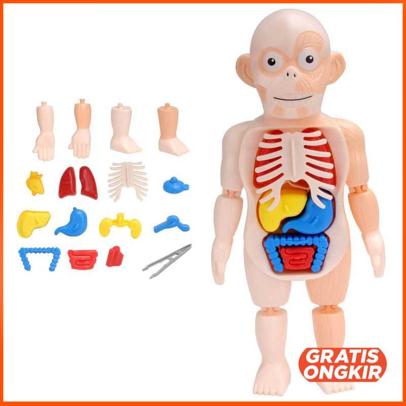 Mainan Anak Montessori Body Anatomy Children Toy DD232