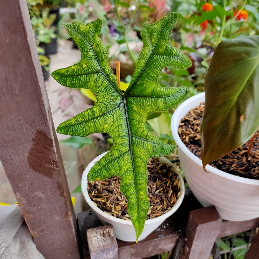 Alocasia Jacklin