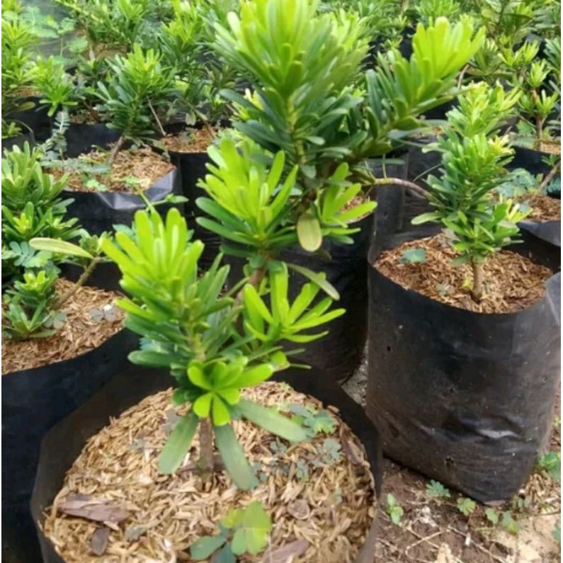 Bahan Bonsai Lohansung Kapsul