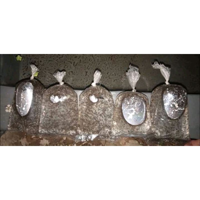 jentik nyamuk/Encu untuk makanan cupang