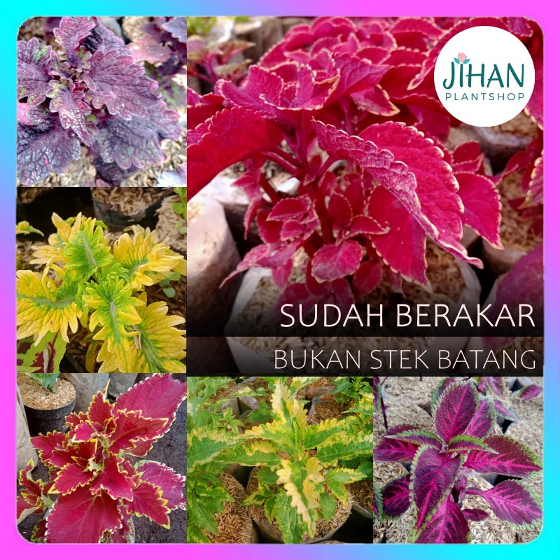 Miana Tanaman Hias Bunga Langka Pohon Coleus Merah Daun Miana Miyana Iler Premium Sultan Murah