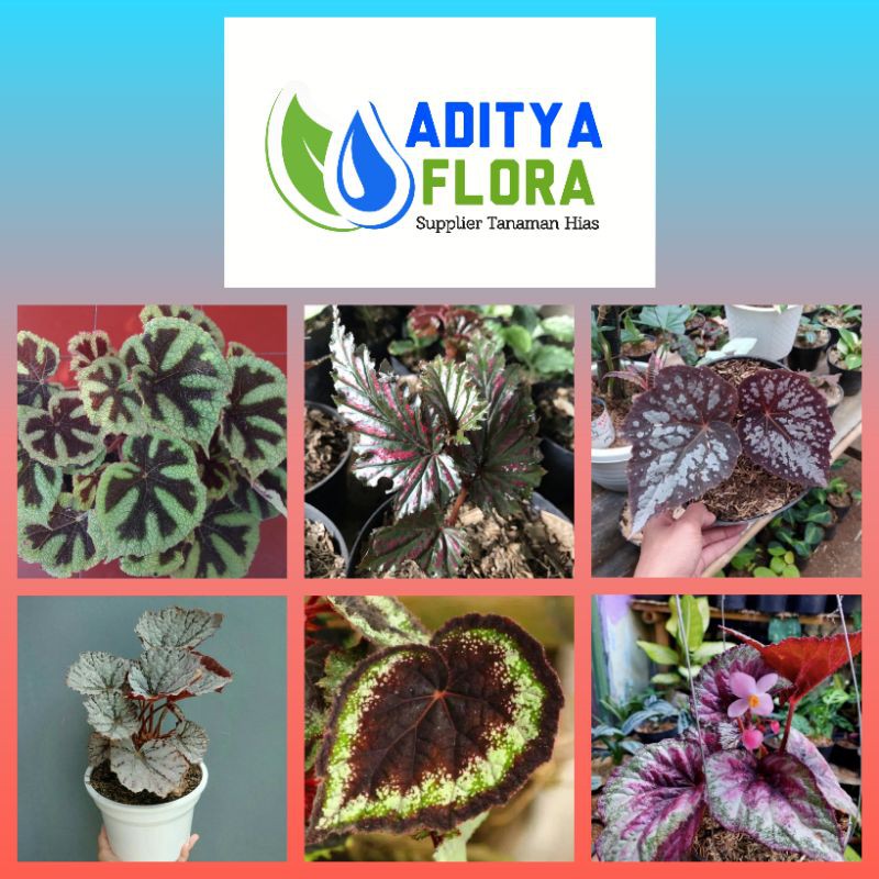 paket tanaman hias begonia murah - paket 6 pohon begonia