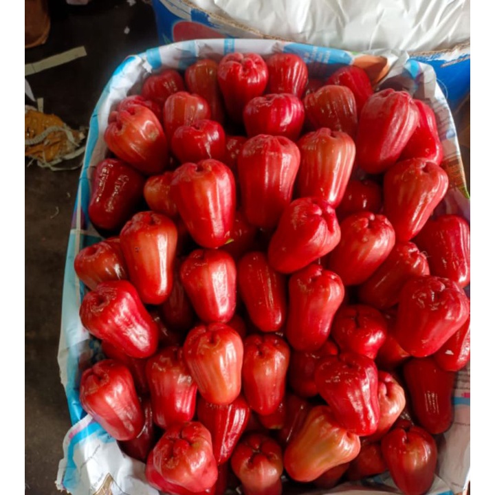 

Buah Jambu Citra Fresh 1Kg