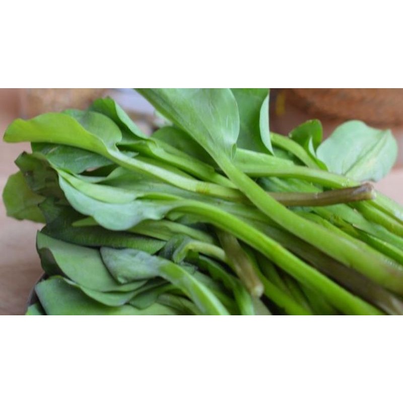 

Genjer Sayur Genjer per Ikat SAYUR PRAKTIS ONLINE BANDUNG