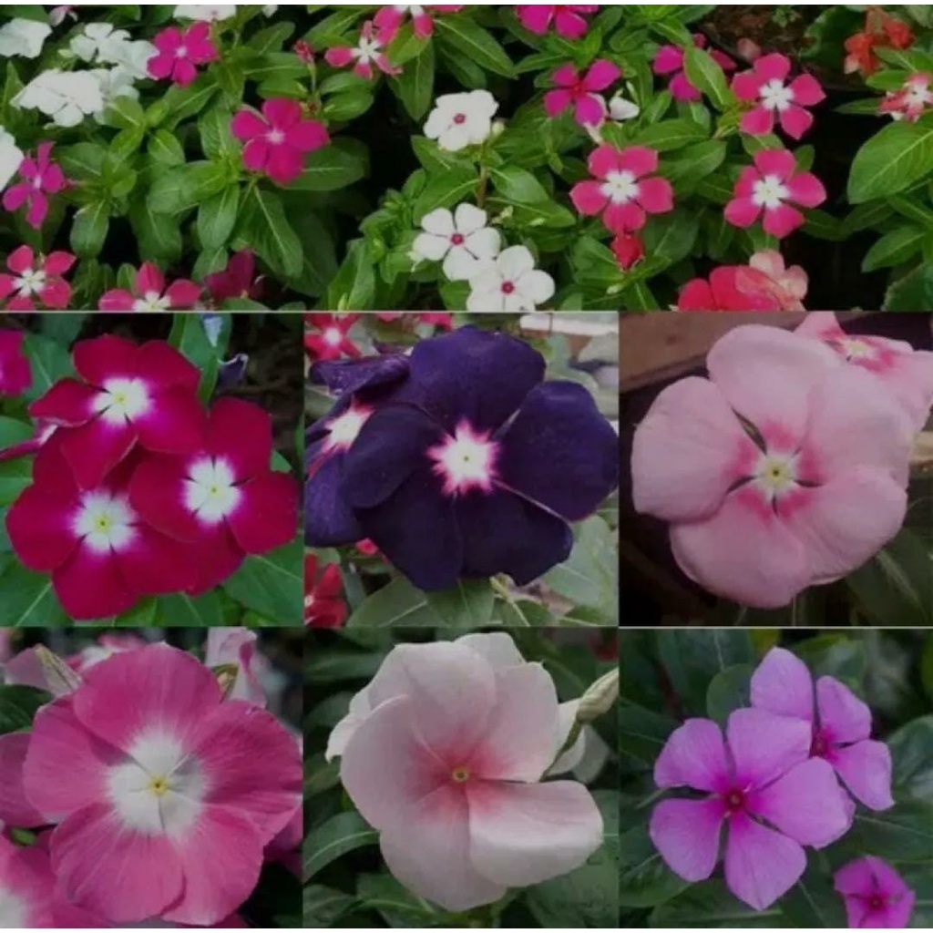 TANAMAN HIAS HIDUP VINCA WARNA RANDOM