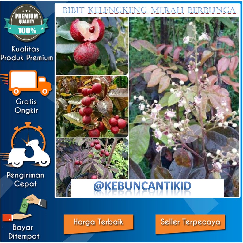BERBUNGA BIBIT TANAMAN KELENGKENG MERAH / KELENGKENG MERAH BERBUNGA