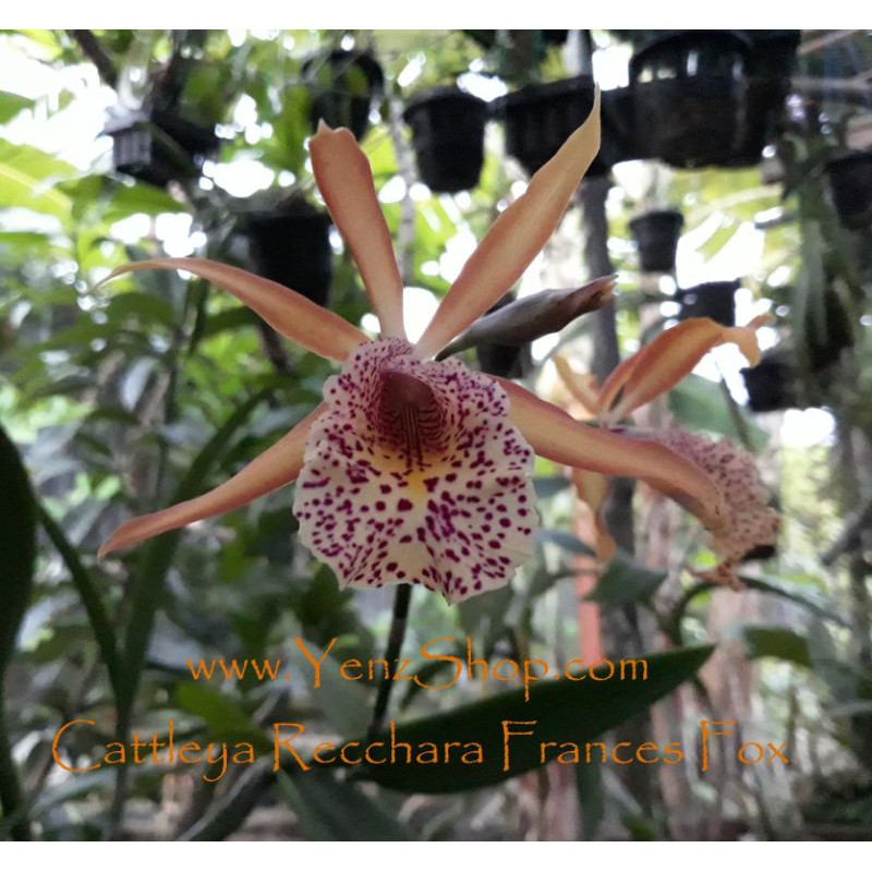 Anggrek Cattleya Recharra Frances Fox -Dewasa