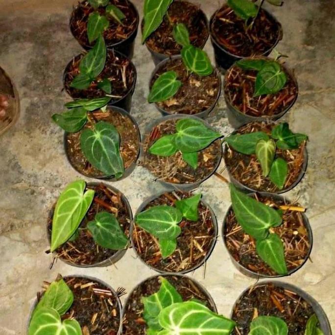 Tanaman Hias Anthurium Kuping Gajah Tarantula Bibitan Tarantula Senapmena