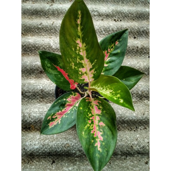 Aglonema Red Kochin / kocin (remaja)