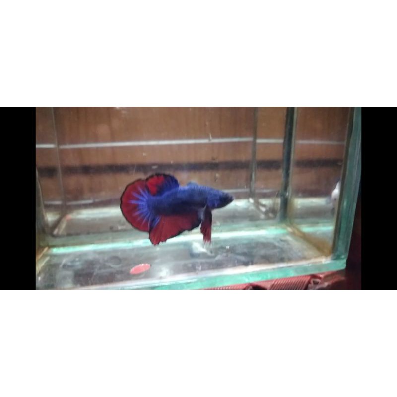 Cupang Besgel Avatar