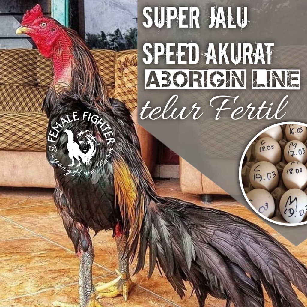 Jual Ayam Bangkok Super Aduan Telur Fertil Asli Pakhoy Ekor Lidi Super Thailand Jalu Speed 5693