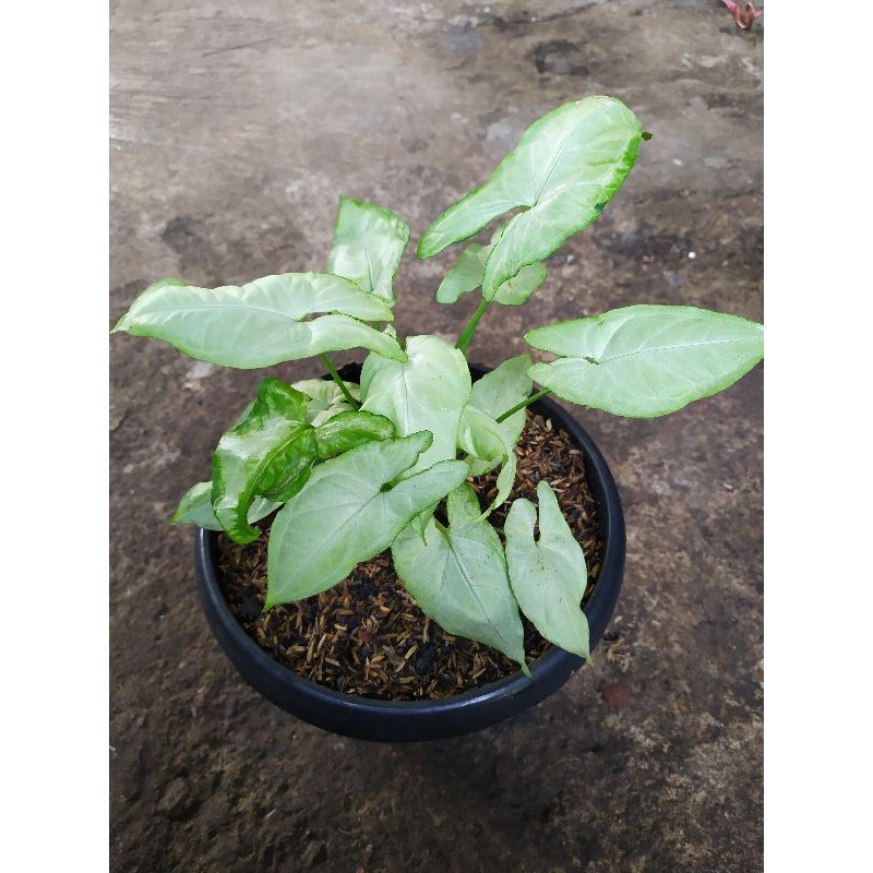 Syngonium Green splash