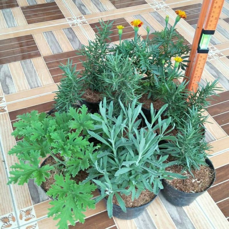 PAKET 8 PCS TANAMAN ANTI NYAMUK ROSEMARY, LAVENDER, GERANIUM DLL