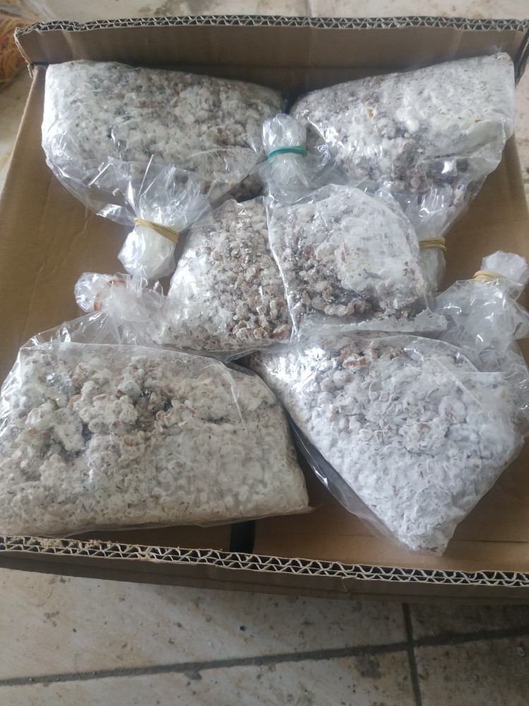 Bibit F2 Jamur Tiram Florida Terlaris