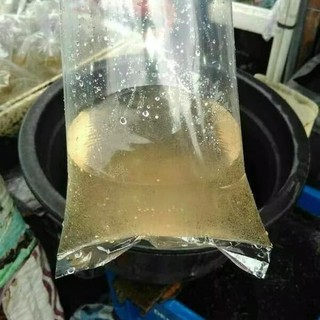 kutu air daphnia makanan ikan cupang guppy lohan discus