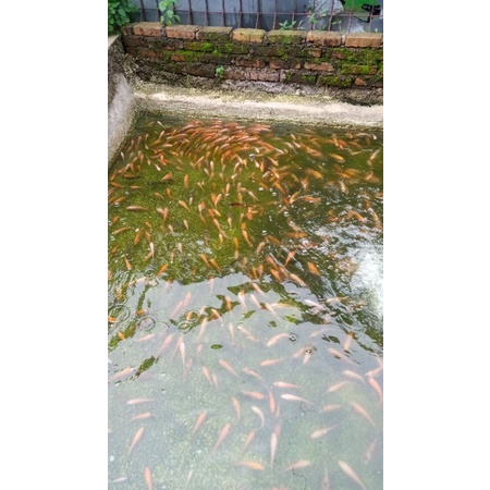 paket nila merah 1 liter