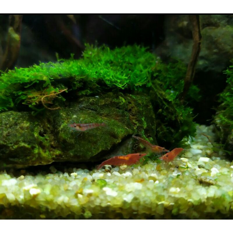 Udang Hias Red Cherry Aquascape