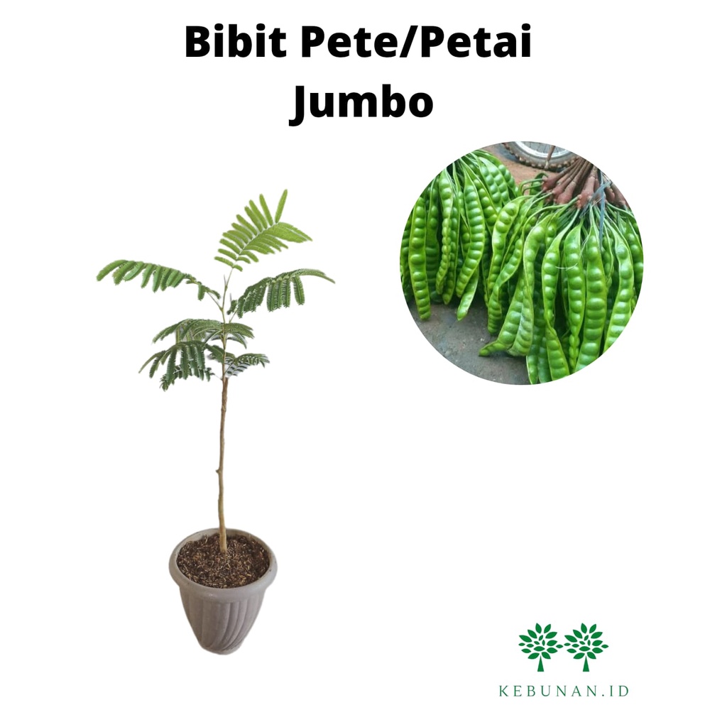 Bibit Pete/Petai Jumbo Okulasi Cepat Berbuah/ Tanaman Petai Jumbo