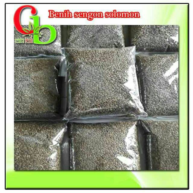 BENIH SENGON SOLOMON UNGGUL  - BIBIT SENGON
