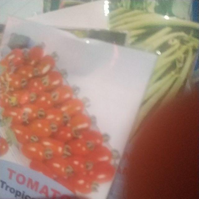 Benih Biji Bibit Buncis Tidak Merambat