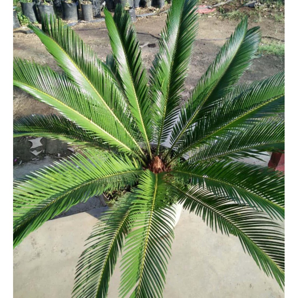 Tanaman Hias Palem Sikas 30 cm Shopee Indonesia Tanaman Hias Palem Sikas 30 cm Shopee Indonesia
