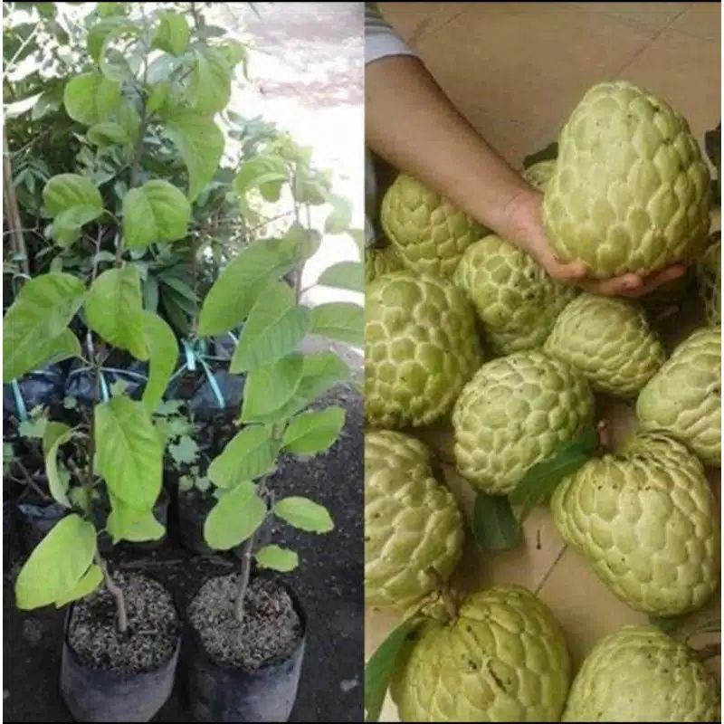 bibit srikaya jumbo